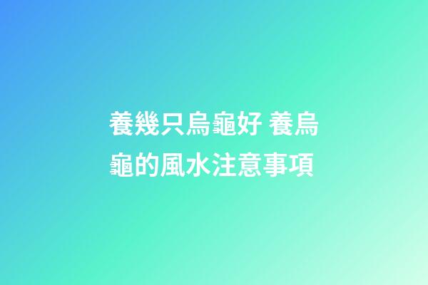 養幾只烏龜好 養烏龜的風水注意事項